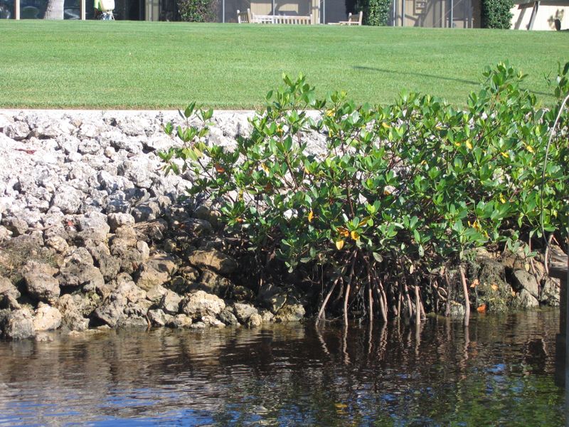 Homeowners Want Better Views While Regulations Prioritize Conservation