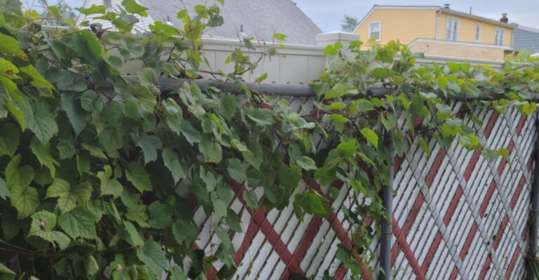 vine over fence