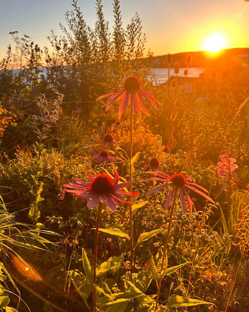 Gardening With The Morning Sun