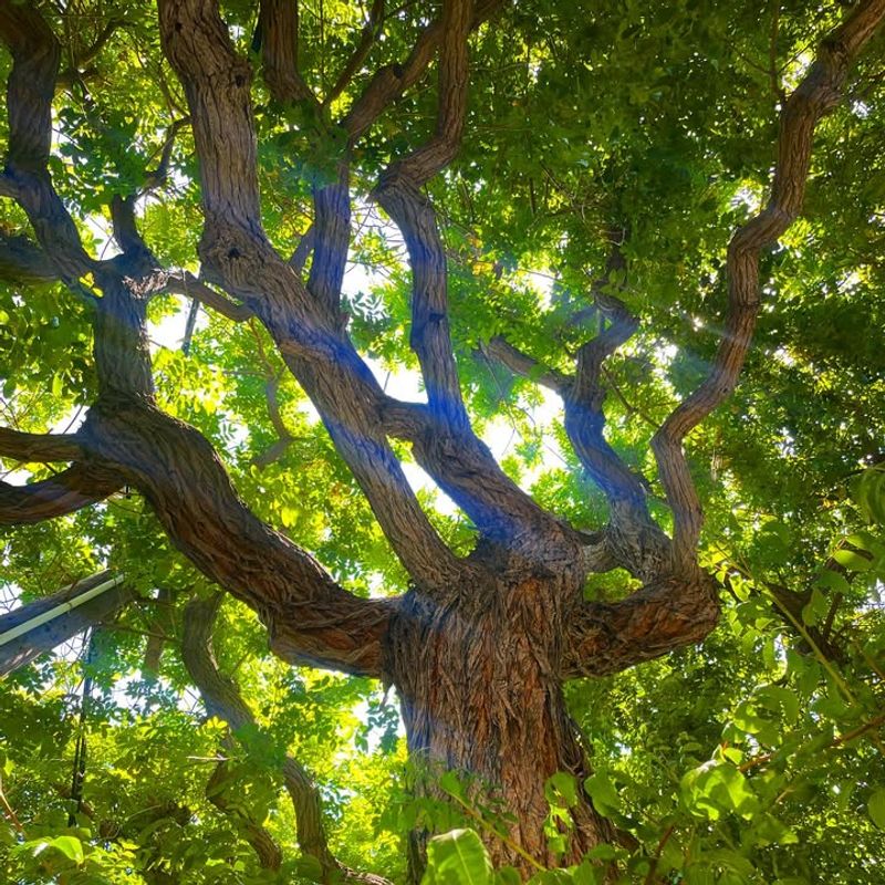 Brazilian Pepper Tree (Schinus Terebinthifolia)