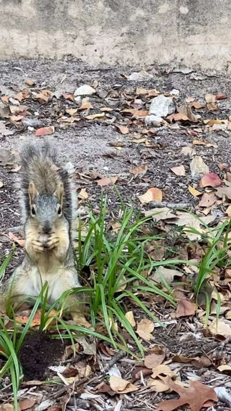 Instincts Trigger Extra Stashing Before Cold Spells