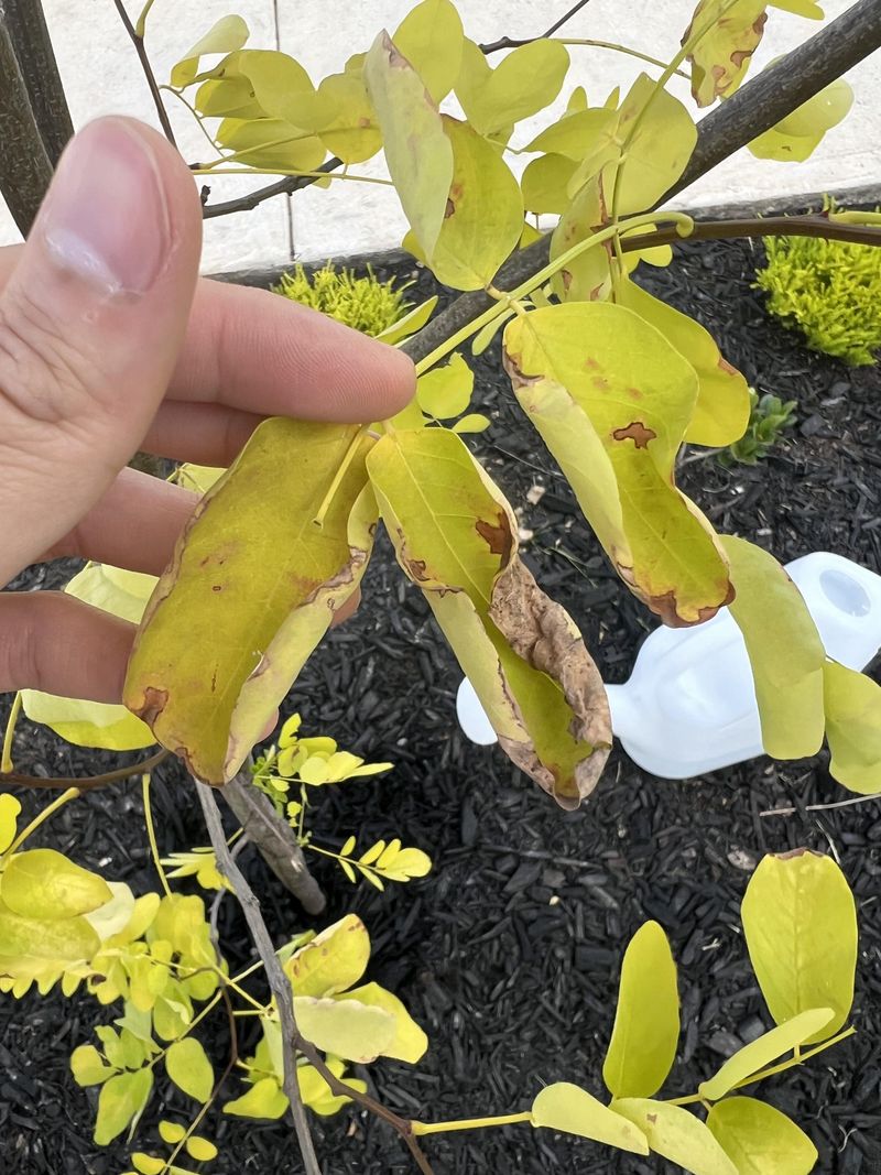 Misreading Plant Stress Signals