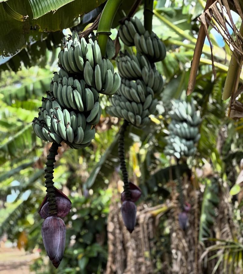 Environmental Benefits Extend Beyond Your Yard