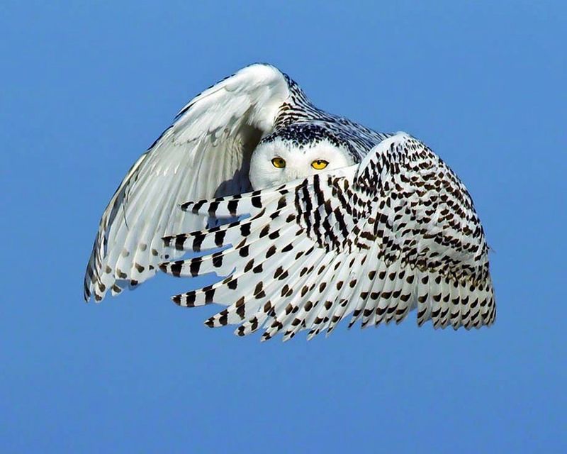 Many Owls Seen Are Young And Inexperienced