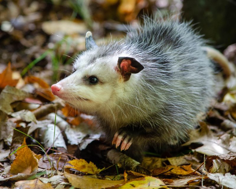Possums Don't Actually Build Permanent Nests In Yards