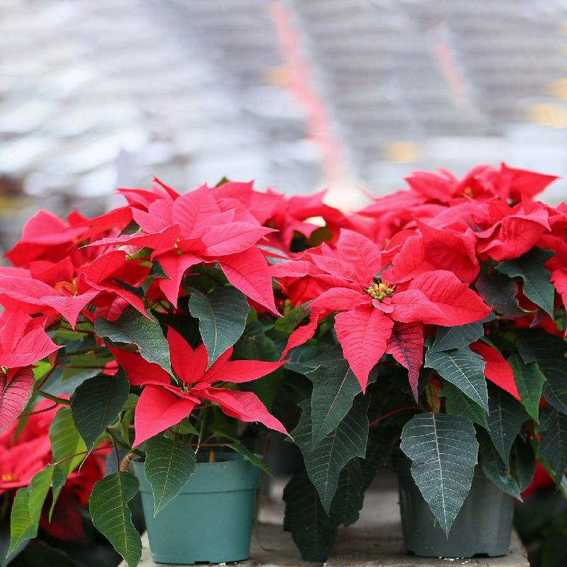 Using Cold Water From Arizona Taps