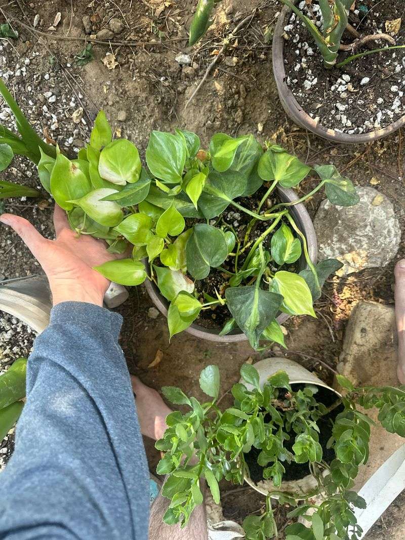 Not Rinsing Plants After Mild Spells