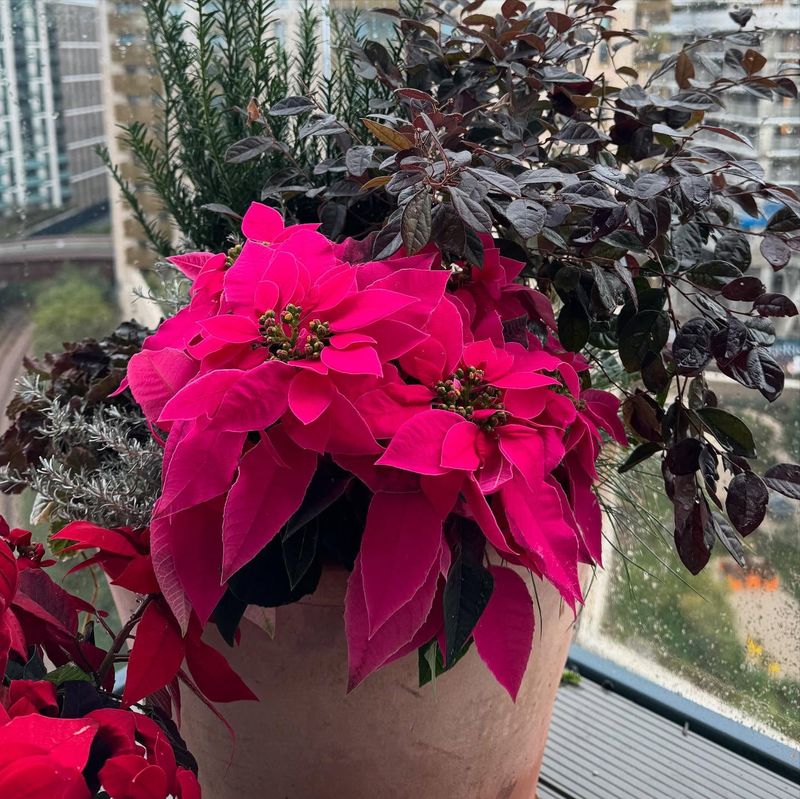 Selecting Unhealthy Plants Initially