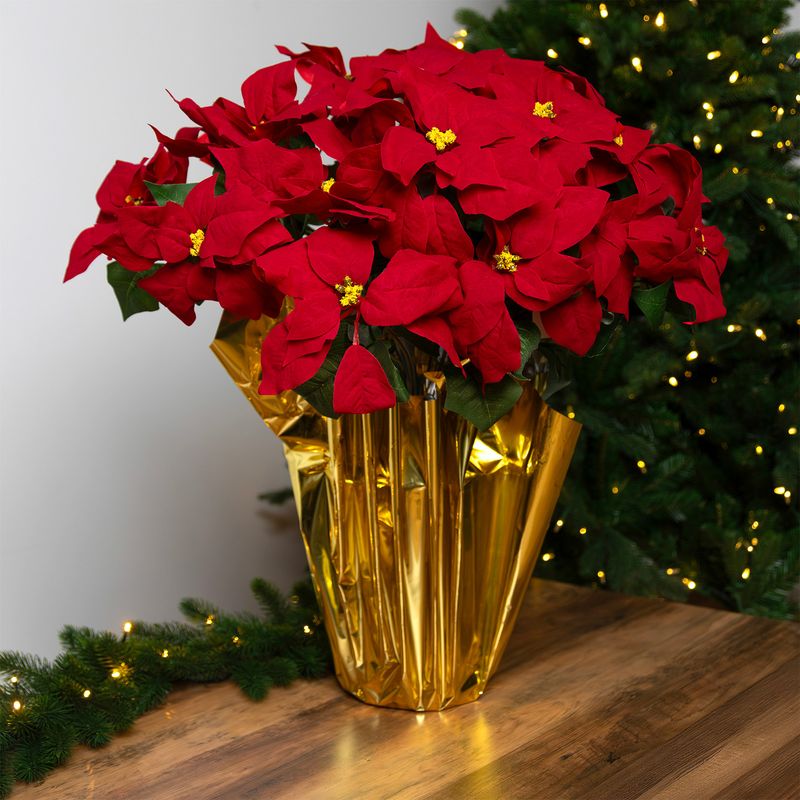 Leaving Your Poinsettia In Decorative Foil Wrapping