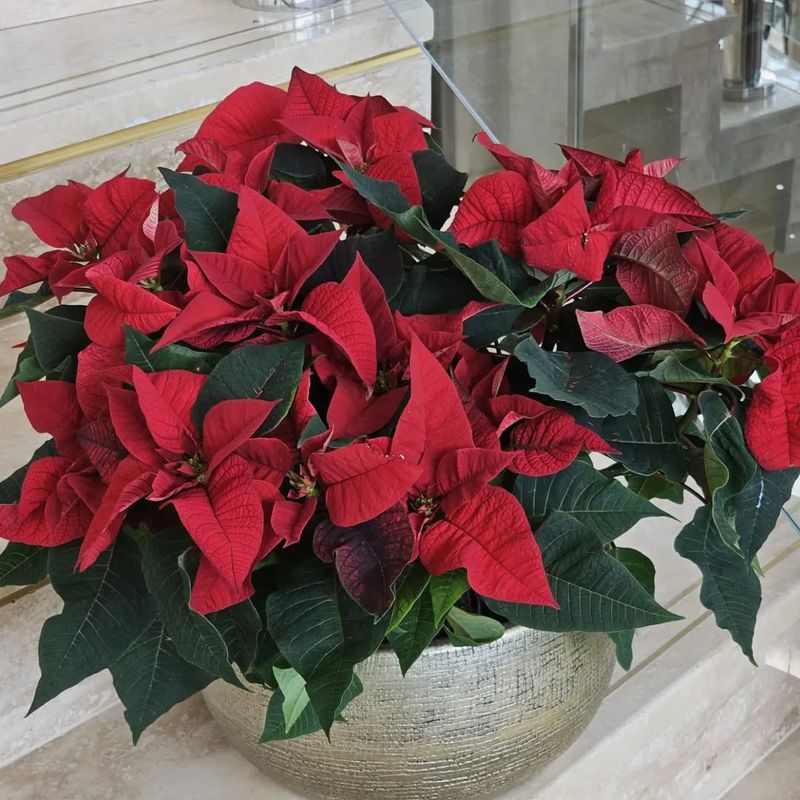 Allowing Night Temperatures To Drop Too Low Indoors