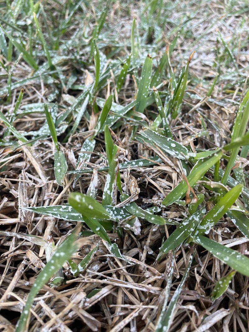 Applying Salt Near Garden Beds