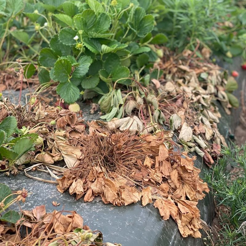 Mulching Right Over Diseased Plant Material