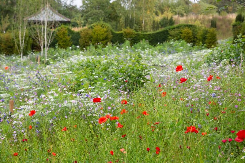 Wildflower Meadow Gardens