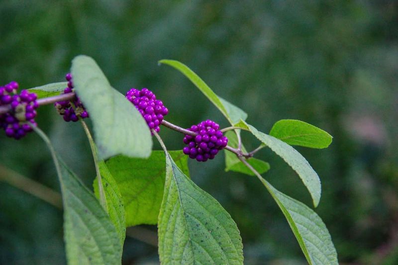 Beautyberry (Callicarpa americana)