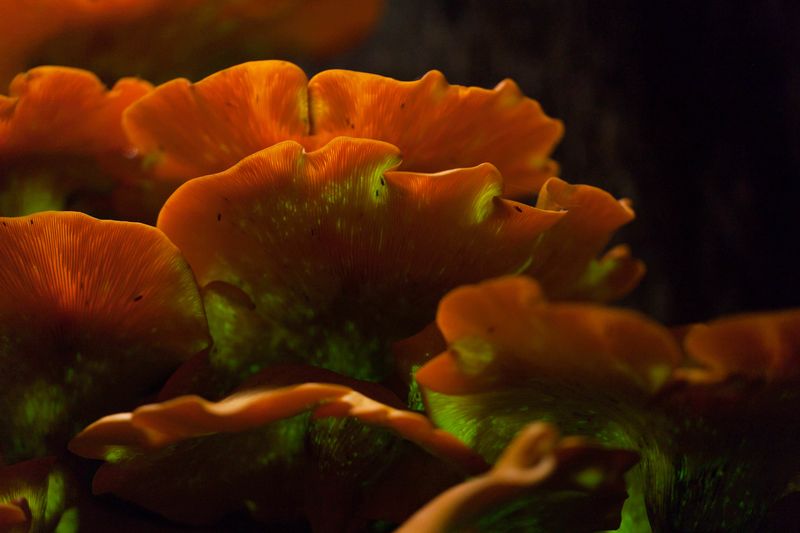 They Help Break Down Dead Trees