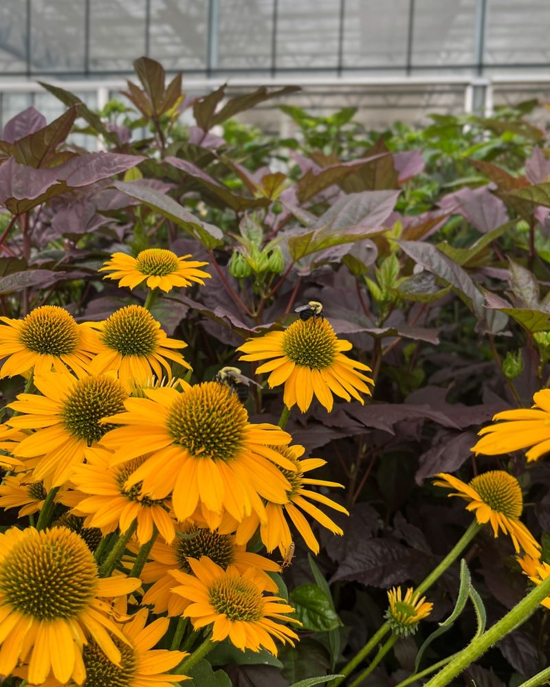 Cut Flowers That Hold Up In Summer Heat