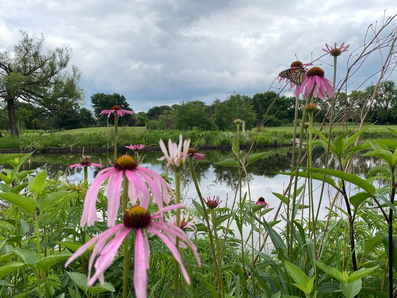 Erosion Control In Sunny Areas