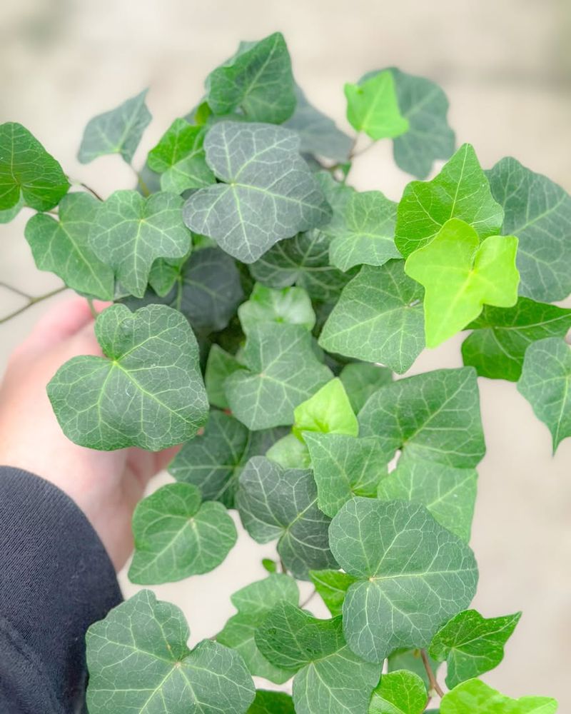 English Ivy (Hedera Helix)