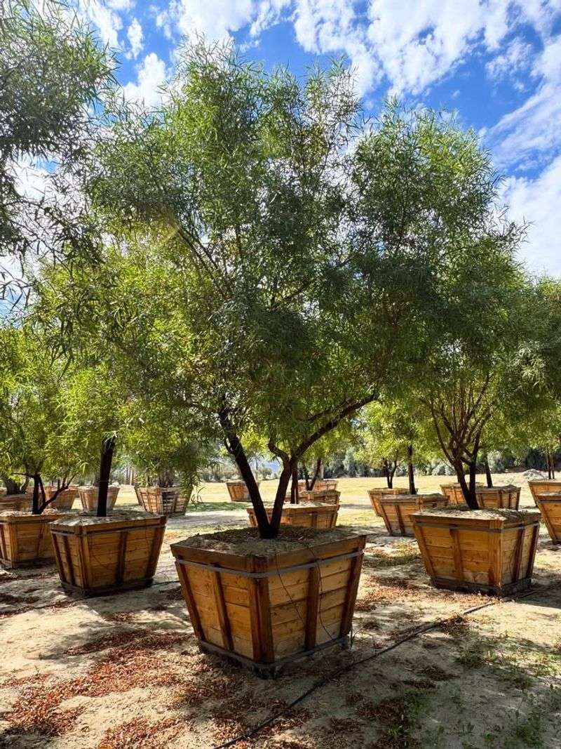 African Sumac (Rhus Lancea)