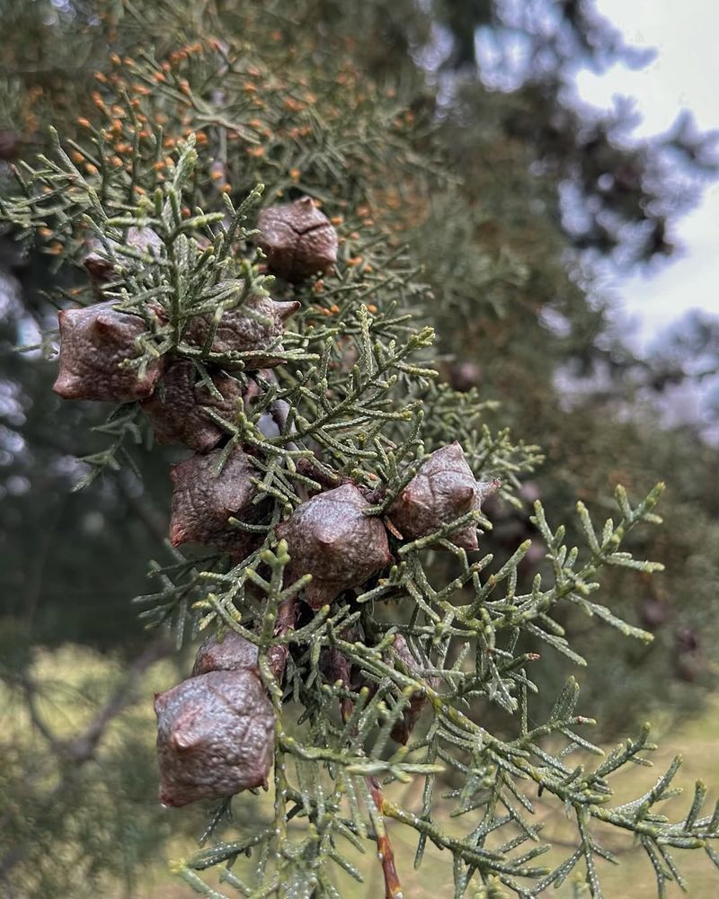 Arizona Cypress