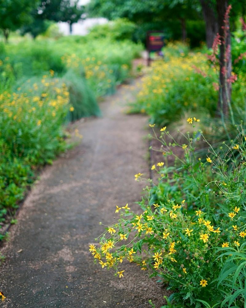 Pollinator Pathway Corridors