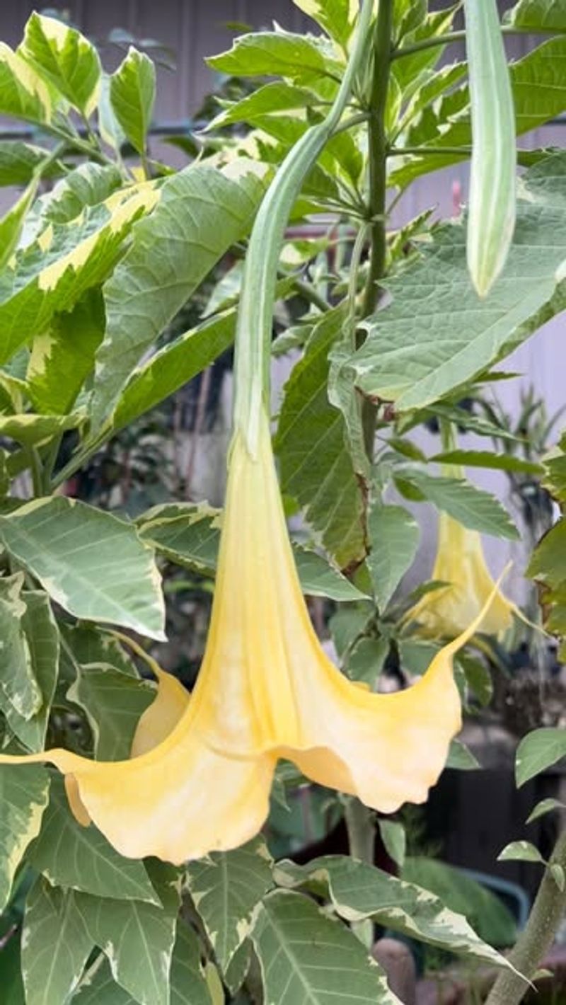 Angel Trumpet