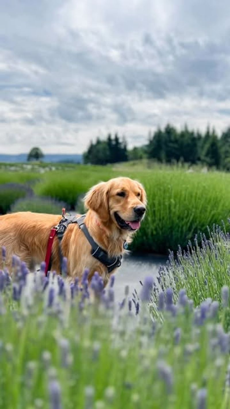 Pet Friendly Policies Welcome Furry Family Members