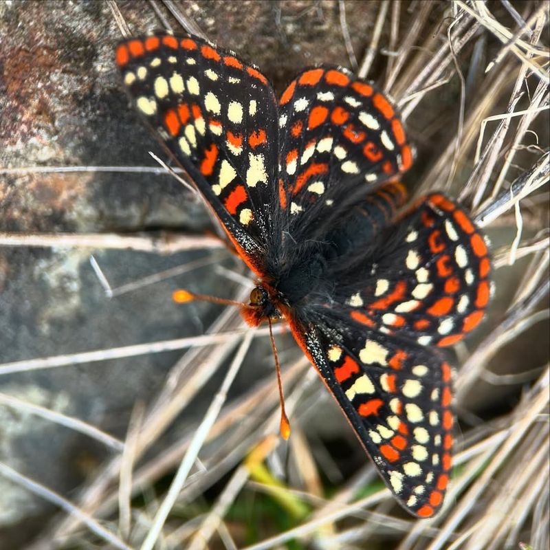 Taylor's Checkerspot Butterfly
