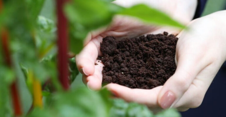 coffee ground fertilizer