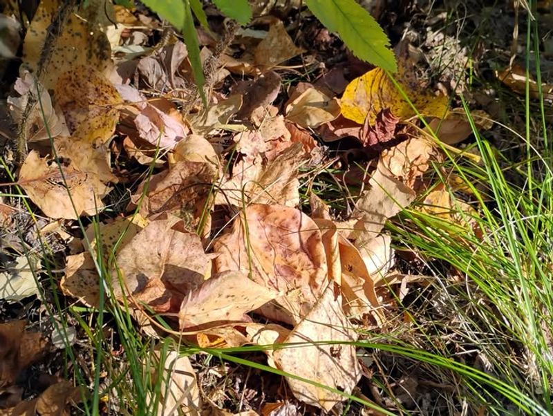 Natural Weed Barrier That Actually Works