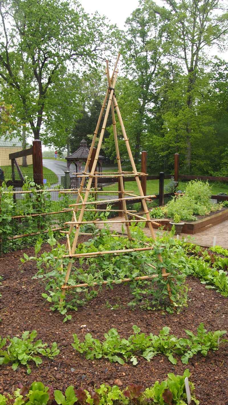 Teepee-Style Trellises