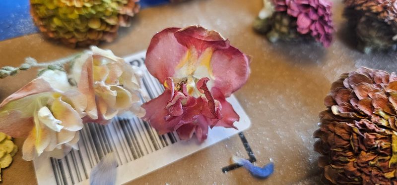 Borax And Cornmeal Mix