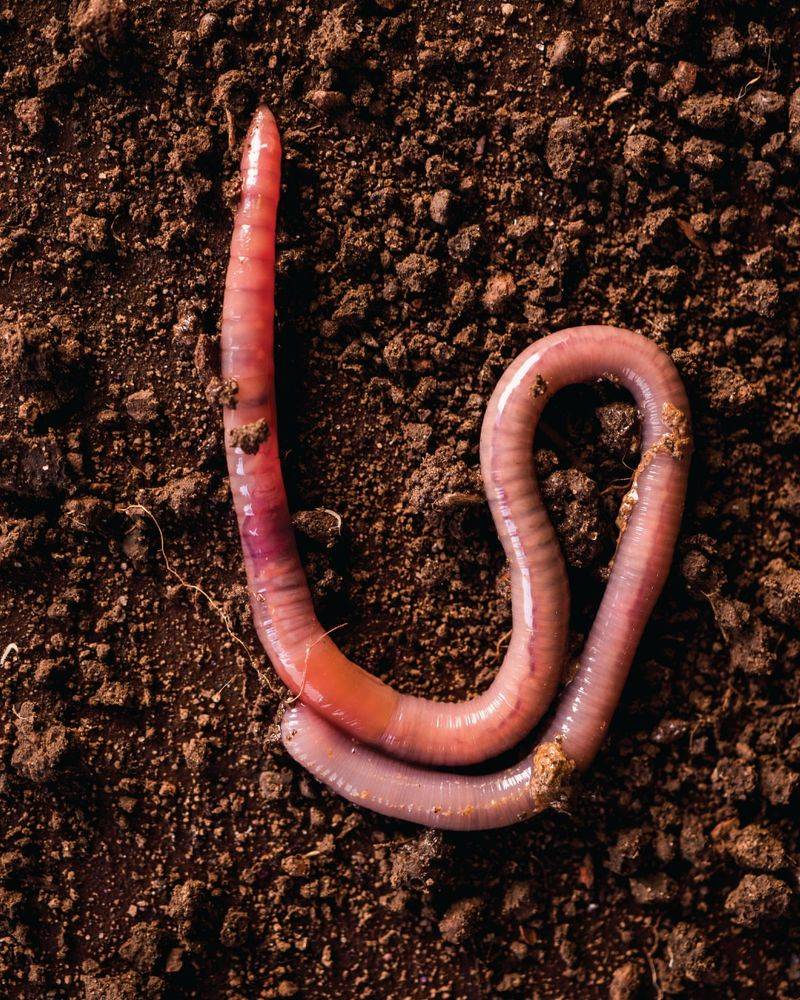 Earthworms Are Staying Active Longer
