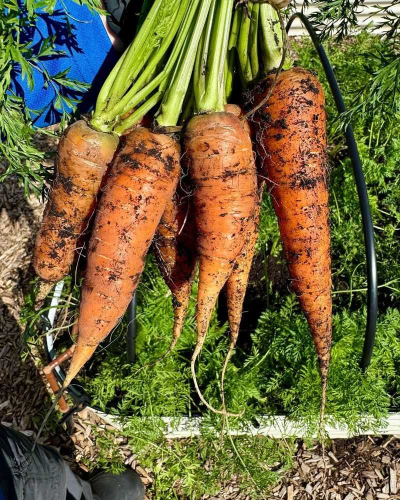 Growing Your Own Food Creates A Sense Of Accomplishment