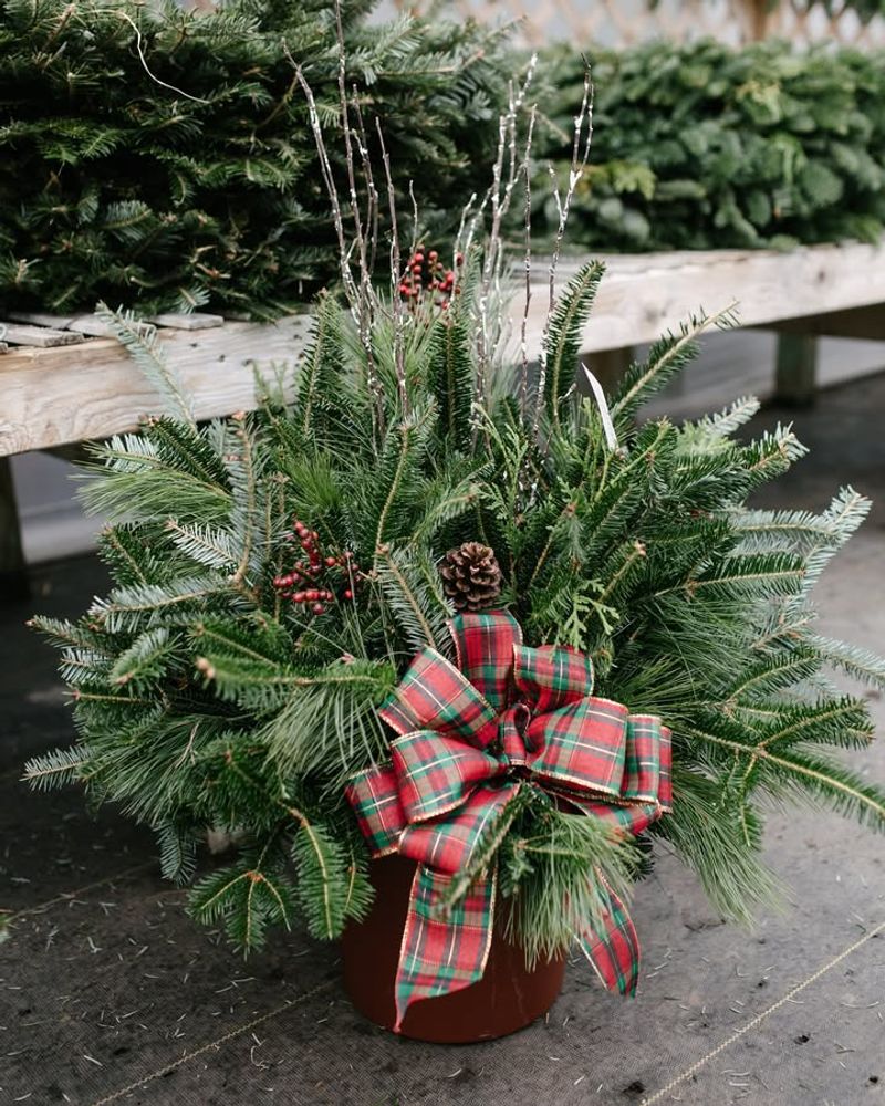 Pine And Spruce Branch Bundles
