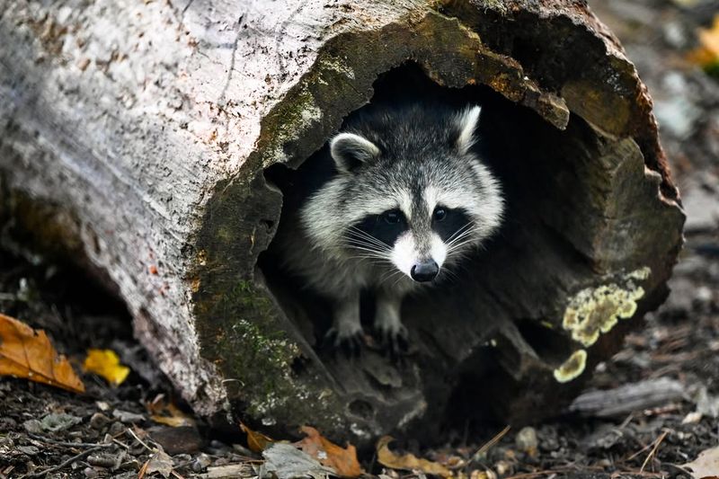 Soft Texture Makes Digging Effortless And Fun