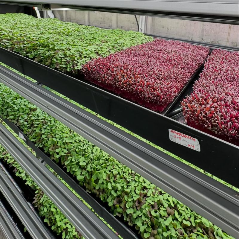 Dramatically Lower Grocery Bills