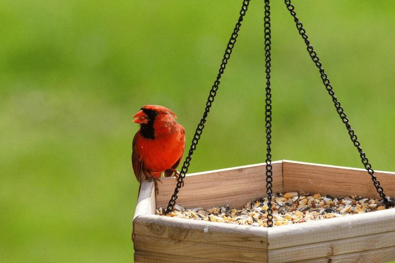 Safflower Seeds Discourage Unwanted Guests