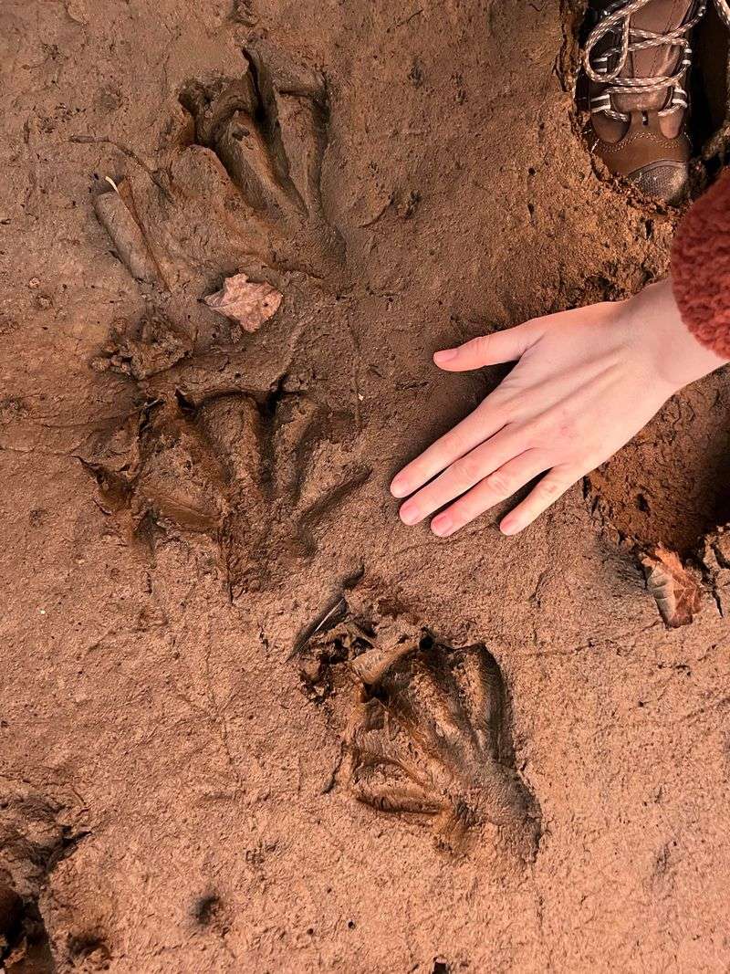 Webbed Footprints In Soft Mud Or Sand