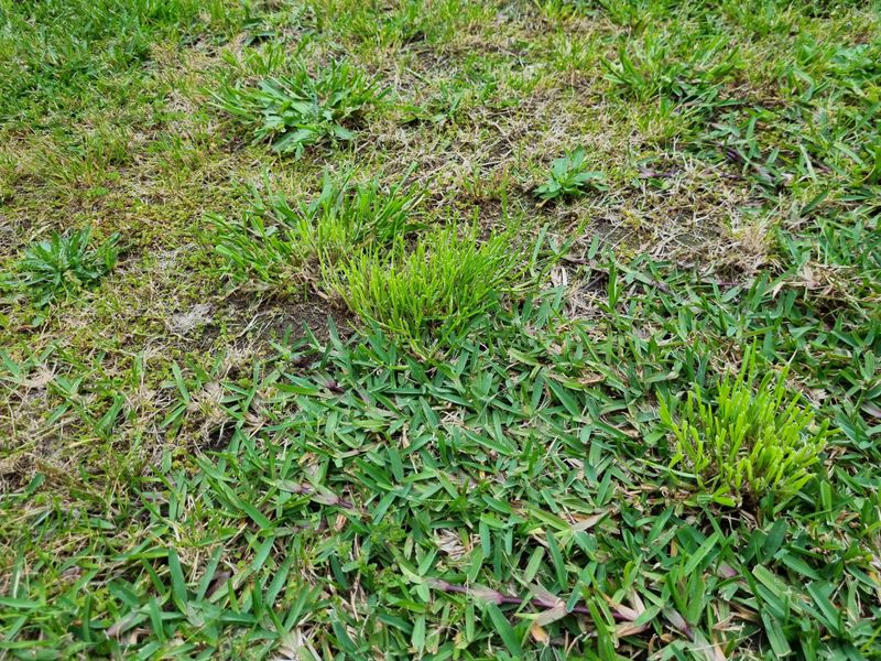 Discourage Weeds From Taking Hold