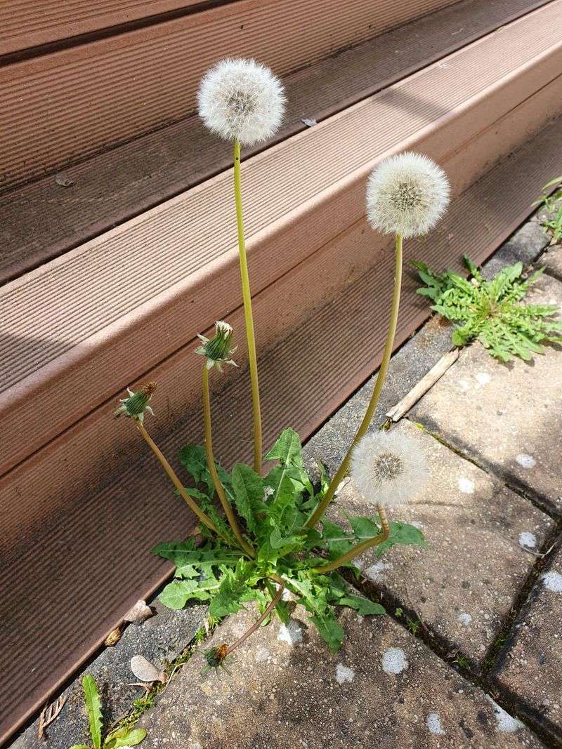 Control Weeds Between Pavers And Lawn Edges