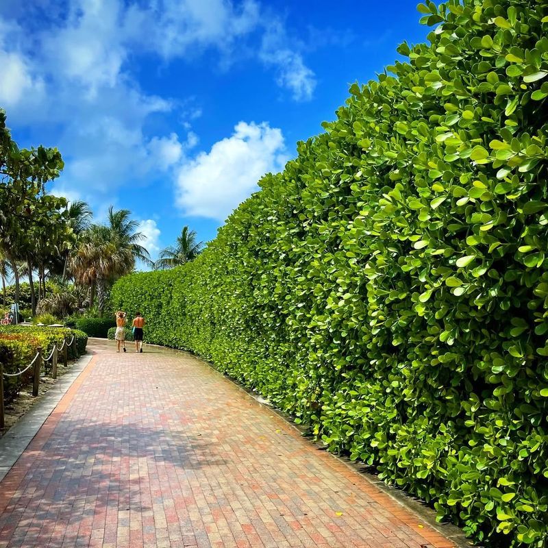 Tall Privacy Hedges Blocking Street Visibility