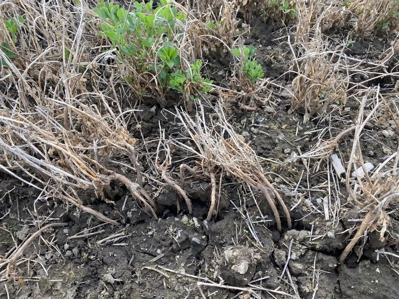 Soil Structure Degradation From Freeze-Thaw Cycles