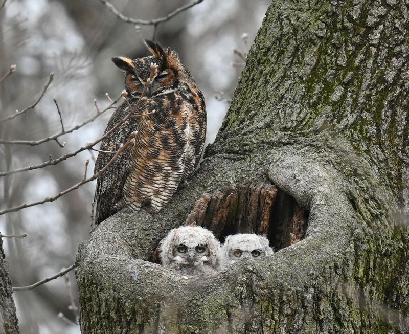 Competition For Limited Winter Habitat