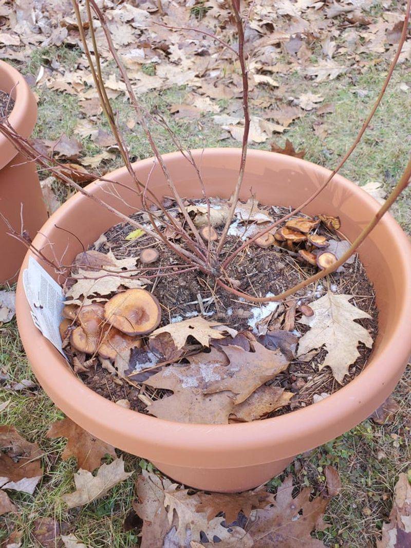 Container Plants Face Rapid Root Zone Freezing