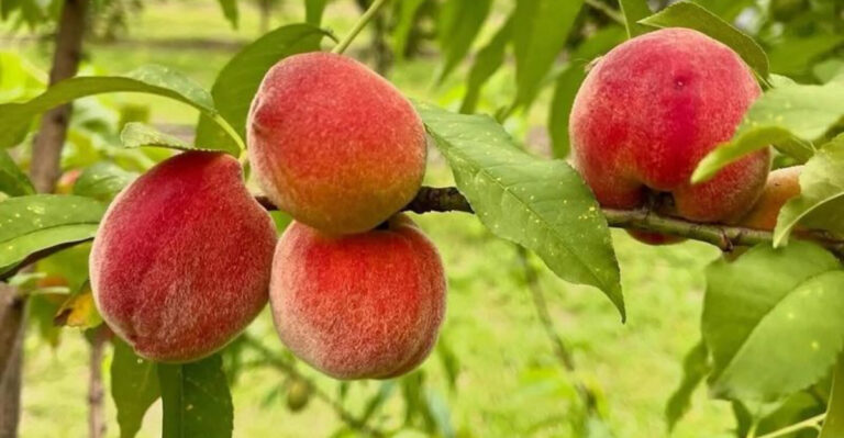 peaches on a tree