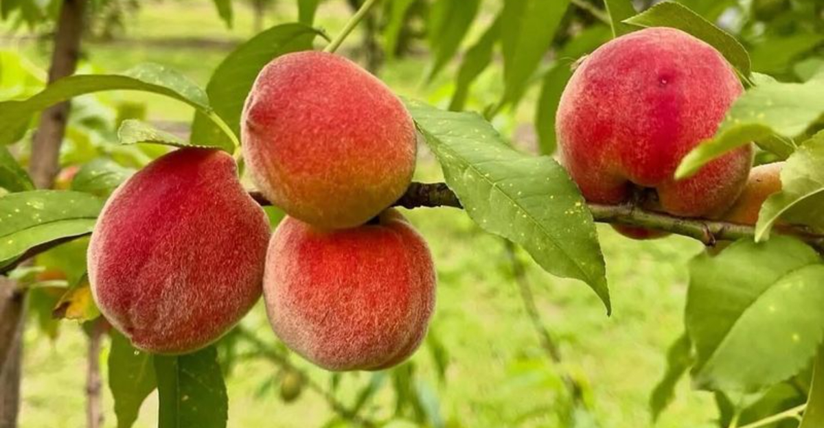 Fruit Trees That Fail In South Carolina And Disappoint Most Home Gardeners