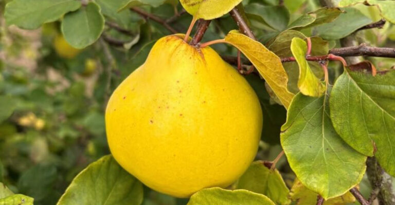 quince tree