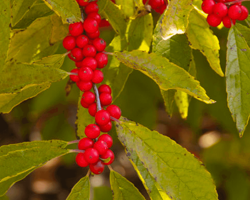 Natural Berry Maturity And Aging Process
