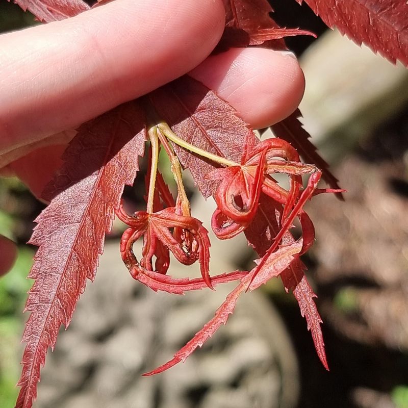 Environmental Stress Factors Triggering Leaf Curl